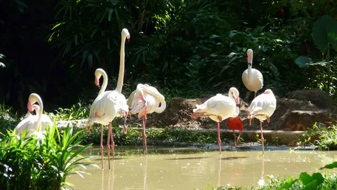 Flamingo Travels’ Top-Selling All-Inclusive Singapore Tour Packages for 2026